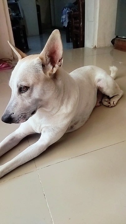 Coy 