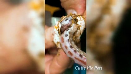 Adorable Baby Snakes