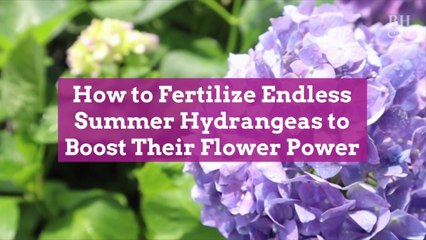 How to Fertilize Endless Summer Hydrangeas to Boost Their Flower Power
