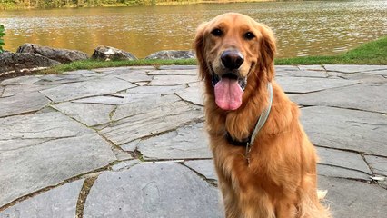 Meet Cooper, the Golden Retriever Leading Hikes With Hotel Guests at This Vermont Resort