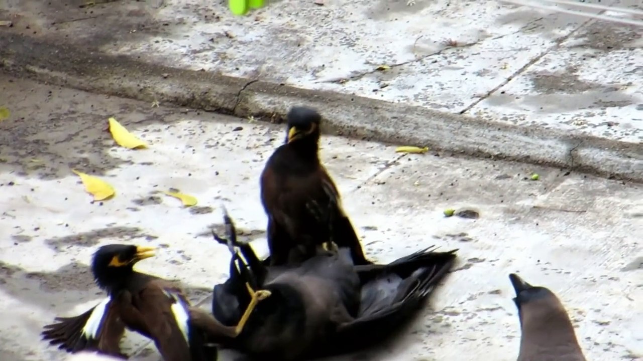 Best videos, Top videos, Viral videos Funny videos no. 102