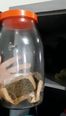 Polícia Civil prende grupo com mais de 9kg de drogas e haxixe marroquino