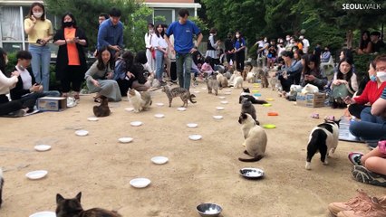 Horde of Cute Cats Munch on Mukbang