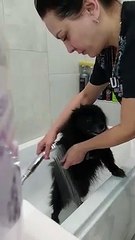 Dirty Pup Heads Right to Tub after Walk