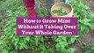How to Grow Mint Without It Taking Over Your Whole Garden