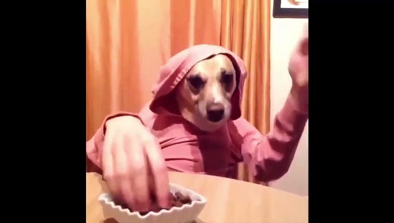 dog funny compiation#1