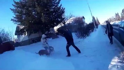 Pitbull, köpeğin önce kulağını sonra kuyruğunu koparttı!