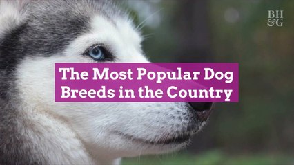 The Most Popular Dog Breeds in the Country, According to Rover