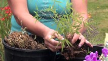 Bamboo Plants : How To Start Bamboo Plants
