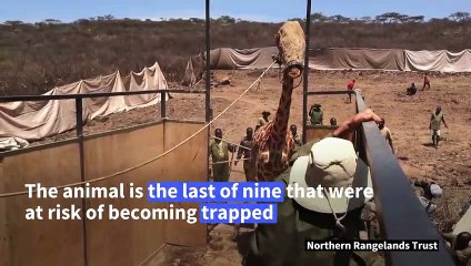 Last of 9 endangered giraffe floated from island on Kenya's Lake Baringo