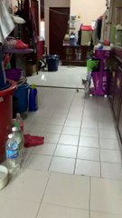 Cat Has a Playful Game of Chase with Mouse