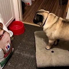 Pug Puppy Gets Territorial with Dog Picture