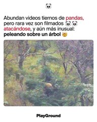 Abundan videos tiernos de pandas, pero rara vez son filmados atacándose