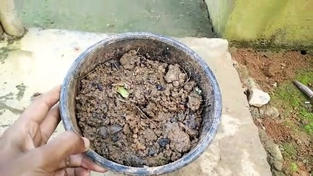 How To Grow Bamboo From Cuttings| Fast Method For Growing Bamboo