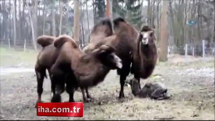 Yavru deve ayağa kalkmak için 4 saat mücadele etti