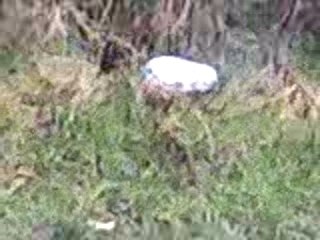 samuel et thibaut bonbe