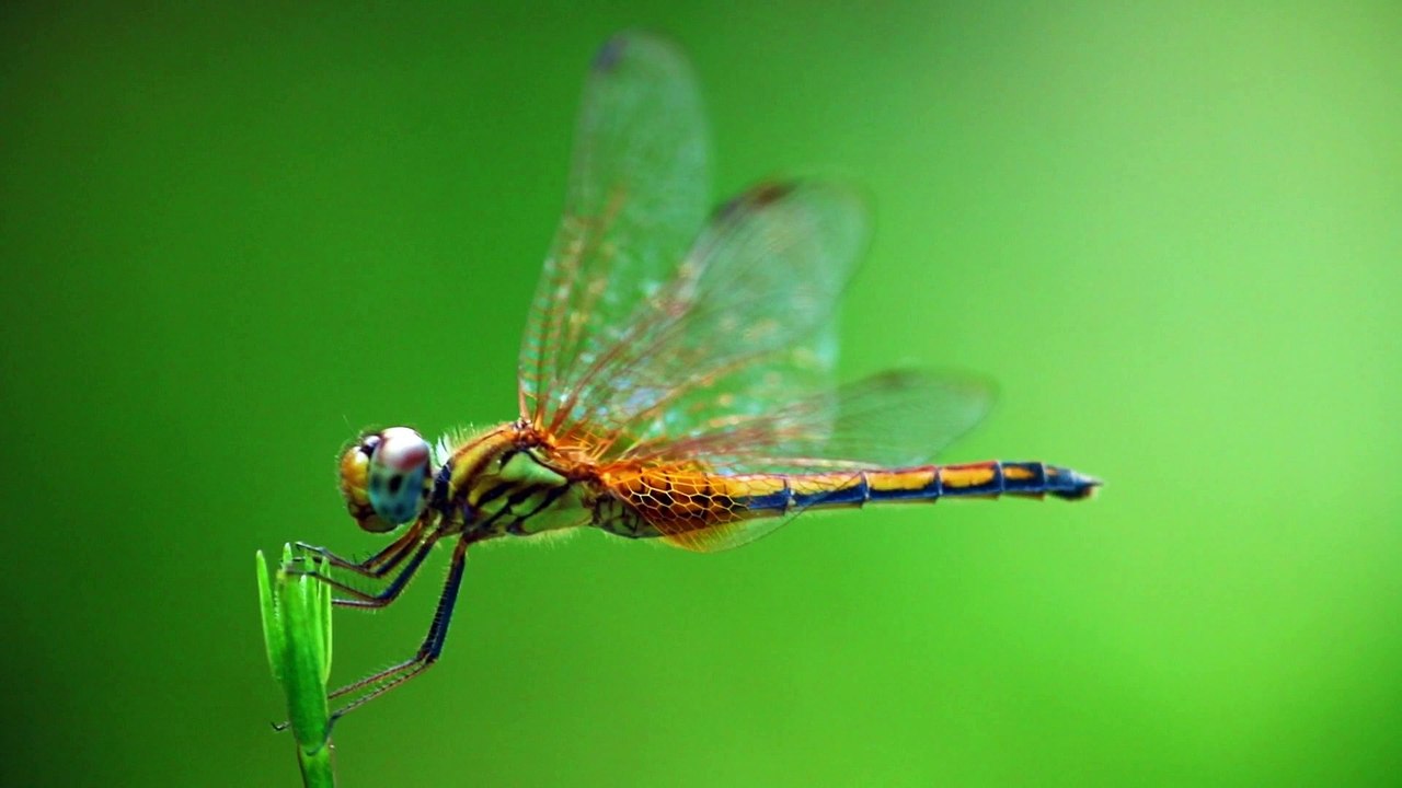 Natureza em Detalhes - Vídeo 1080p | La nature en détail - Vidéo 1080p | Nature in Detail | Naturaleza en Detalle - Video de 1080p | 自然の詳細 - 1080pビデオ