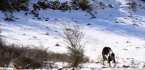 Cesur at kurt sürüsüne daldı