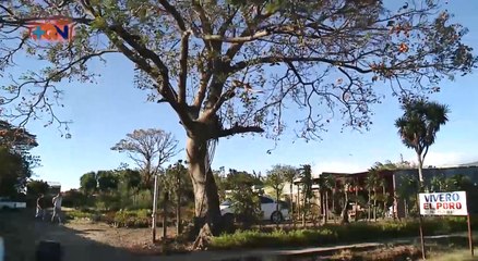 tn7 Vivero nace alrededor del árbol antiguo de Poró   140421_1