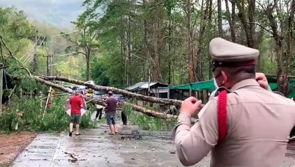 สลด! พายุถล่มตำบลแม่วิน ต้นไม้ล้มทับช้างตาย 2 เชือก