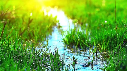 Nature Therapy - Relaxing Full Motion Forestry with Natural Sounds