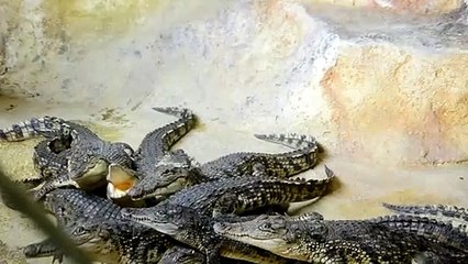 Crocodiles fighting for food 2021
