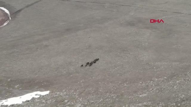 DOMUZ SÜRÜSÜ DRONE İLE GÖRÜNTÜLENDİ