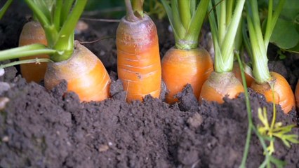 MAKANAN SEHAT UNTUK MENURUNKAN HIPERTENSI