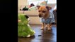 _heartpulse_Cute And Funny Pets _ Try Not To Laugh To These Pets Compilation - 7_heartpulse_ Cutest Lands ( 720 X 1280 )