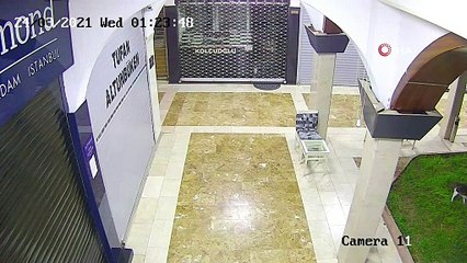 Yavrusuna saldıran 3 köpeği böyle kovaladı