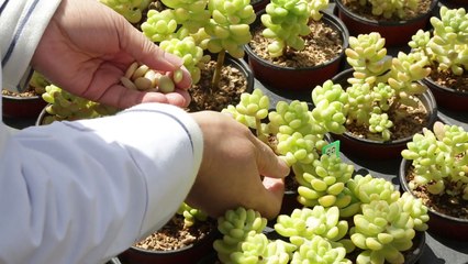 [녹색] 농업도 핀셋 지원...특화작목 집중 육성 / YTN