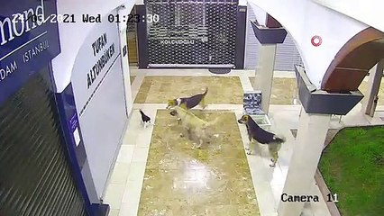 Kedi, yavrusuna saldıran köpeği böyle kovaladı