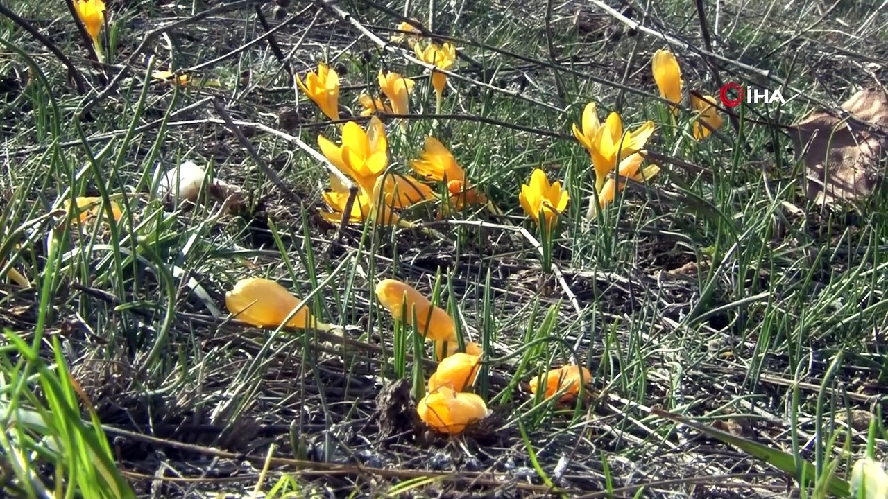 Baharın müjdecisi çiğdemler açtı