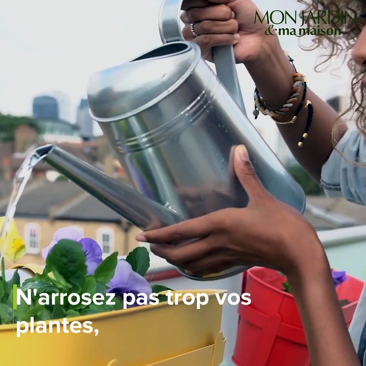 Comment se débarrasser des moucherons sur les plantes vertes ?