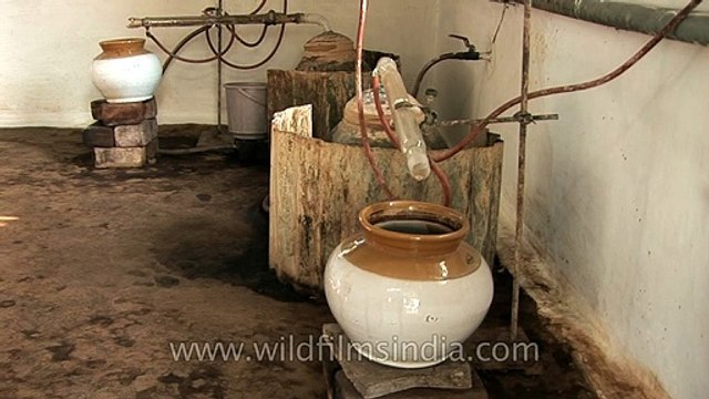 Dare to drink cow pee_ Medicinal distilled cow urine for health benefits