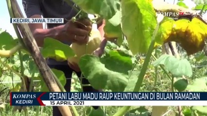 Petani Labu Madu Untung Jutaan Rupiah Di Bulan Ramadan