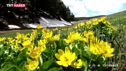 Ardahan'da 'Deli bat bat' 7 kişiyi zehirledi
