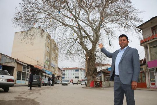 TOKAT'TA, YOL ORTASINDA KALAN 'ANIT AĞAÇ' İLGİ ÇEKİYOR