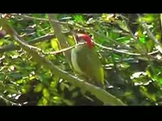 Pic-vert et son chant