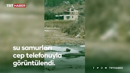 Karabük'te nesli tehlikede olan su samuru görüldü