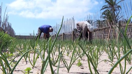 En Tunisie, la culture sur sable doit faire face à la pénurie d'eau