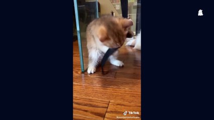 Baby-Cats amazing videos