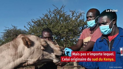 Les dromadaires du Kenya responsables du prochain Covid ?