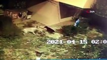 Köpekler anne kediye saldırıp telef etti, yavruları vatandaşlar tarafından kurtarıldı