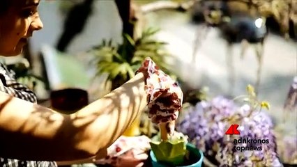 In 30 anni scomparso il 70% degli insetti impollinatori