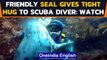 Seal gives a heartwarming hug to the scuba diver, melts hearts on the internet | Oneindia News