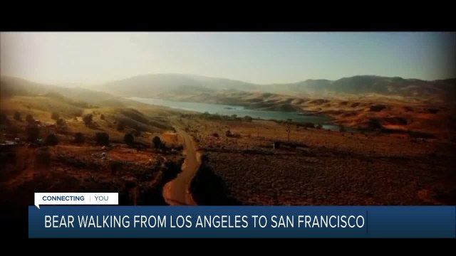Bear Traveling from Los Angeles to San Francisco makes his way to Kern County