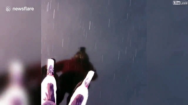 Un patineur découvre un sanglier piégé sur un lac gelé