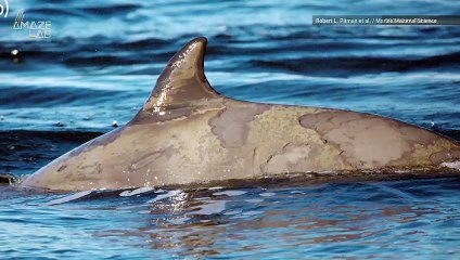 This Is The Main Reason Whales Migrate to the Tropics