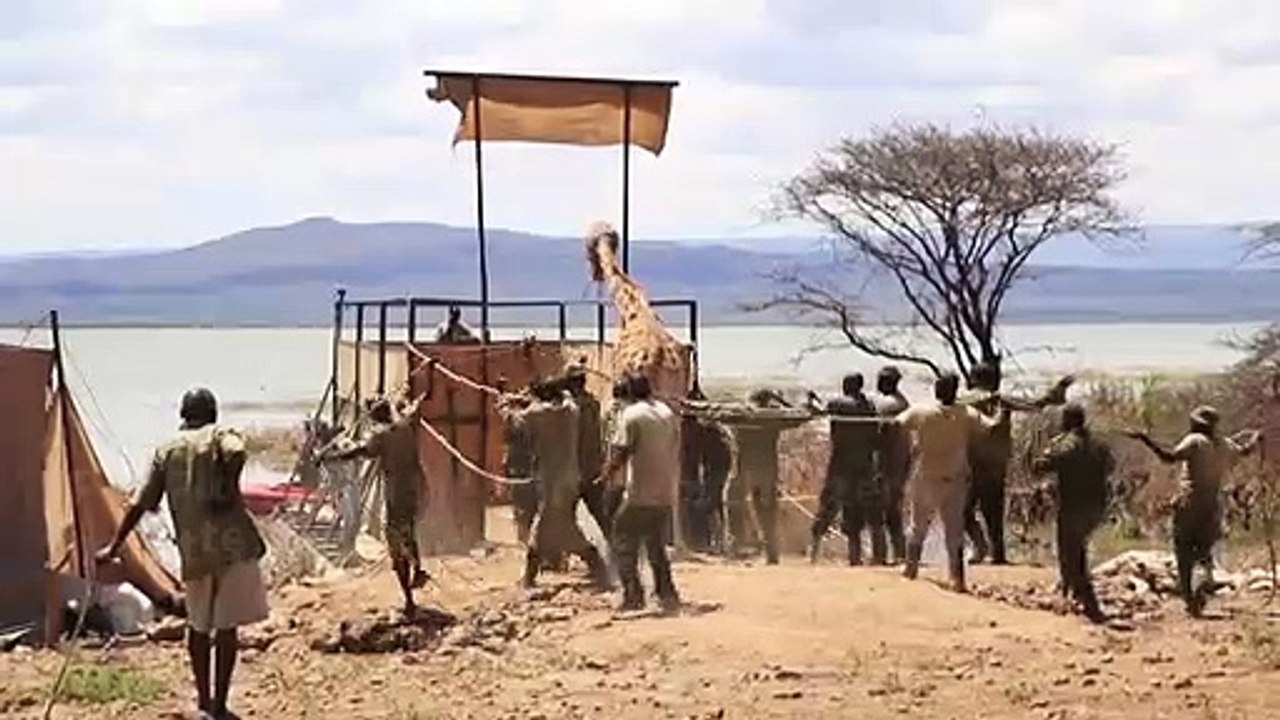 Kenia: Letzte Giraffe der Longicharo-Insel gerettet